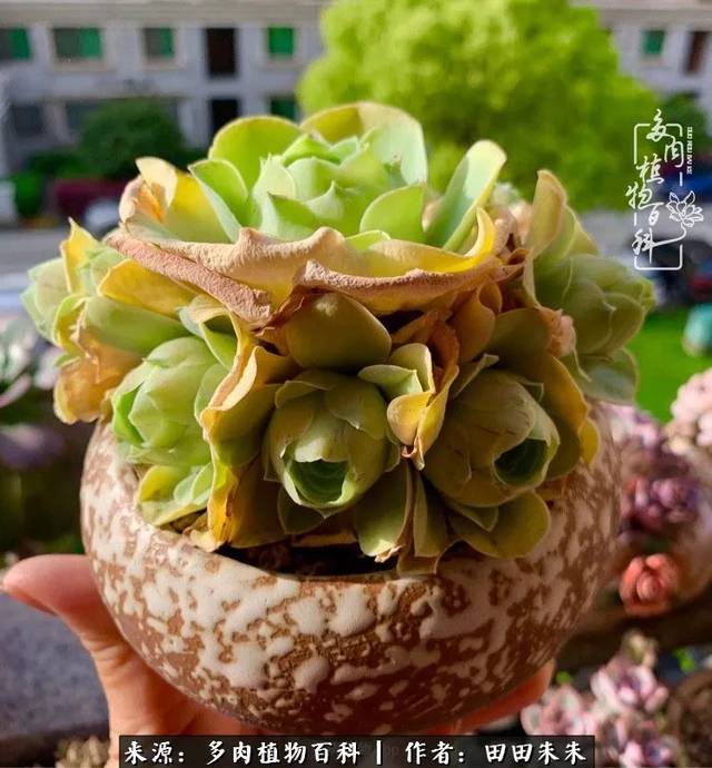 捧花状枫羵5 "2号美人"若婳,由白玉鸡蛋玫瑰优育杂交而成,形态初显