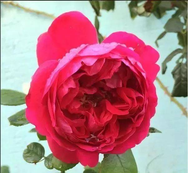 科普 | 100种玫瑰、月季品种科普，你都认识吗?