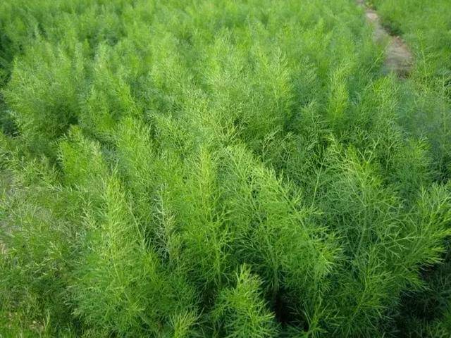 茴香和一般蔬菜长得都不一样,叶子细碎,说是叶子其实更像是