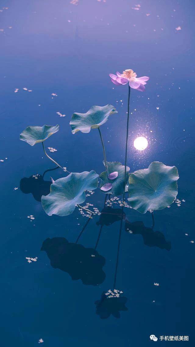 抖音很火的iphonex壁纸