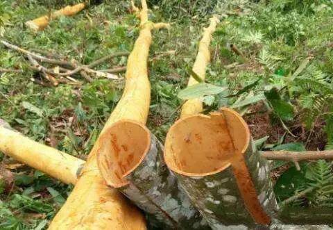 树皮直接剥开就能吃,浑身是宝,却只有农村人才