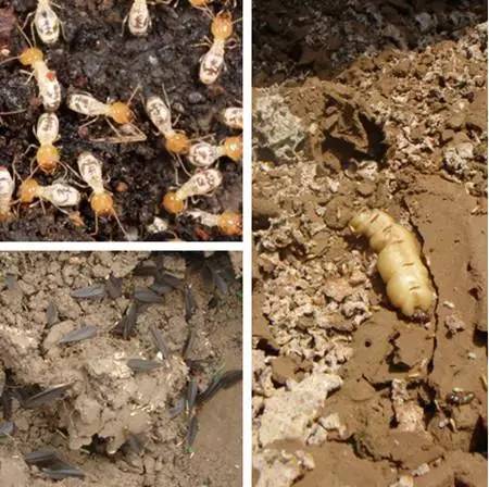 黑翅土白蚁的工蚁(左上),蚁后(右)和分飞蚁/繁殖蚁(左下)