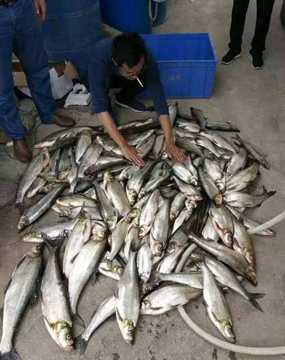 一夜钓几百斤翘嘴,泥鳅钓法再引骂战!