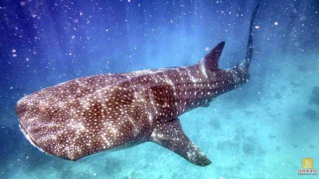 过度捕捞让阿拉伯湾海洋生物日渐稀少