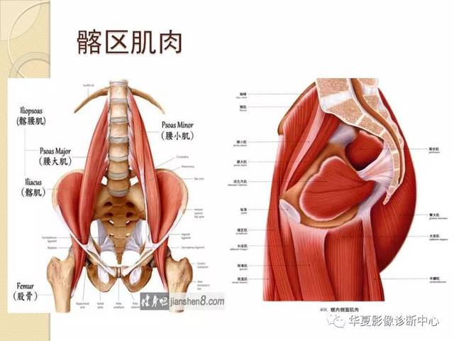 髋关节解剖及疾病的mri诊断