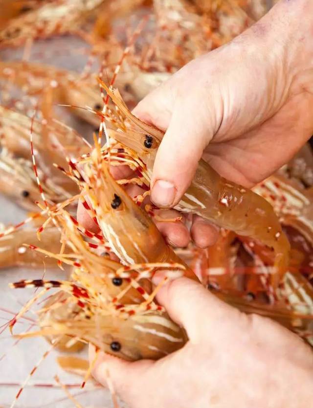 先科普一下斑点虾英文哦,叫做spot prawns.
