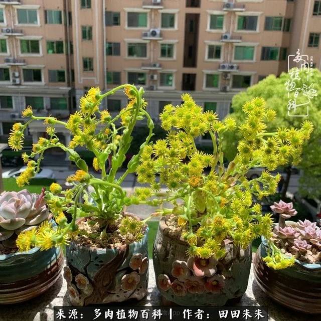 《解惑:春天花会开,山地玫瑰"开花"会死吗?
