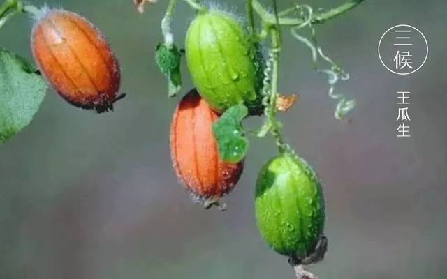 立夏时节 阳光普照,八方风雨 给与它快速攀爬生长的力量 四月生苗延蔓