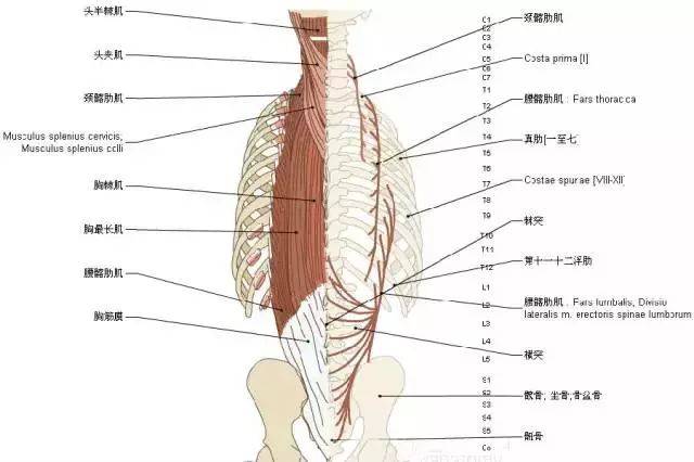 收藏脊椎与背部3d解剖图解