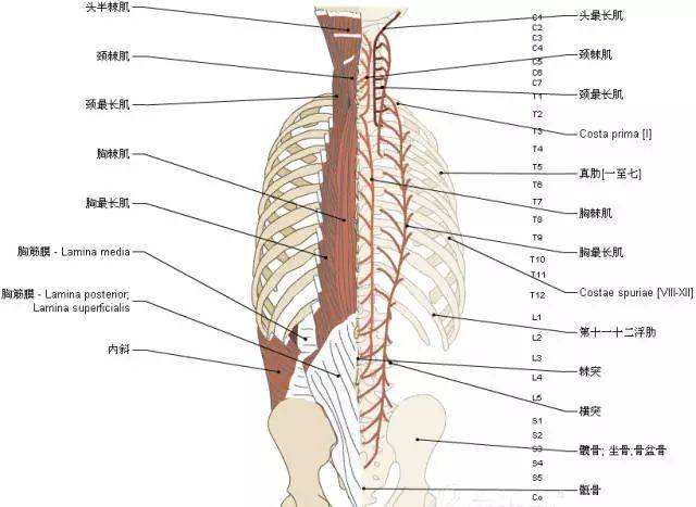 收藏:脊椎与背部3d解剖图解