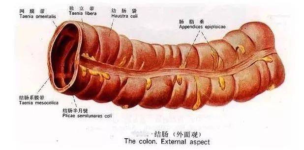 结肠外面观(图片)