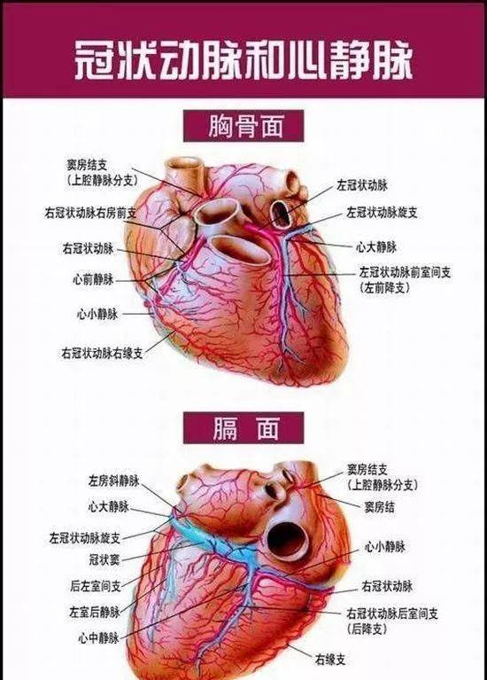 超全!人体内脏解剖图整理