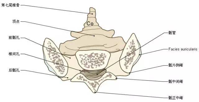 收藏脊椎与背部3d解剖图解