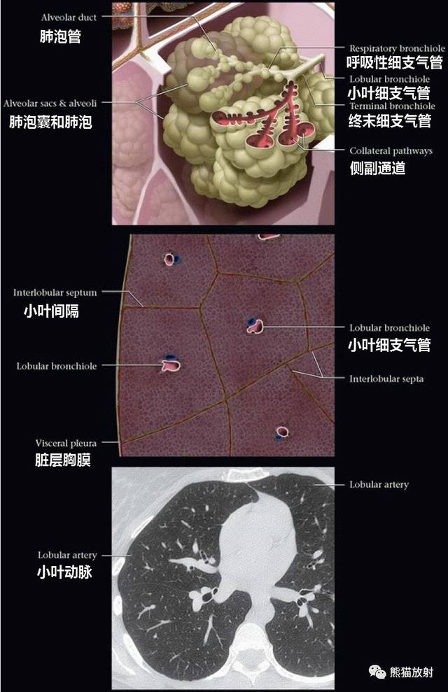 它伴随小叶动脉和周围的淋巴管走行.
