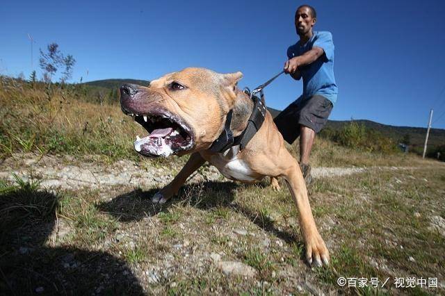 遇到比特犬咬人或者撕咬一样东西不丢怎么办?