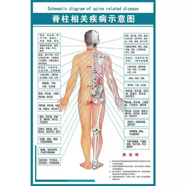 颈椎,胸椎,腰椎不好会导致这些疾病!