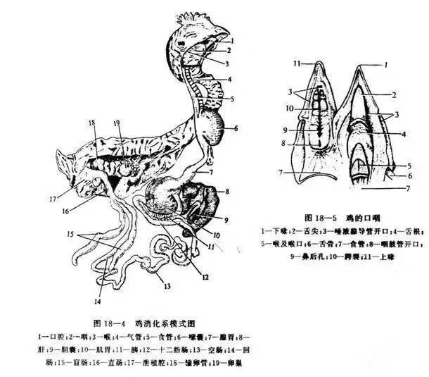 鸡解剖和鸡病观察(绝对值得收藏)