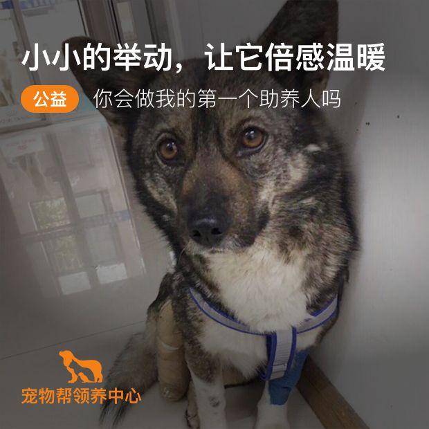 被铁夹夹断腿的狗狗小夹子求助养