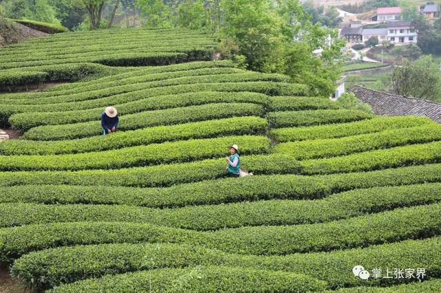 慈利三合镇牧羊冲的茶马古道有你期待的山峦云卷云舒茶园美轮美奂