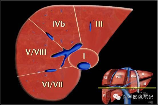肝脏功能解剖及变异