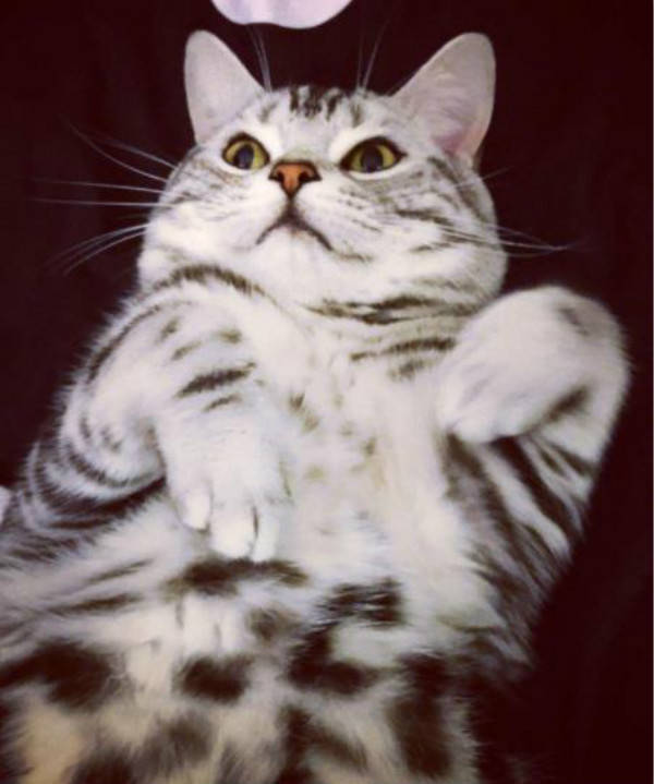 猫猫染上耳螨怎么办?治疗猫猫耳螨的药