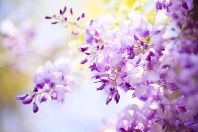 2019福安东百广场浪漫紫藤花灯笼美食节