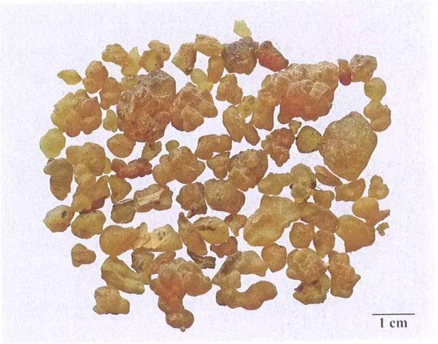 看图识中药,记下就是分!今日二十味药,快来收藏吧!