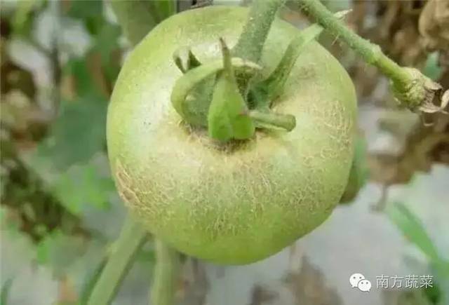 番茄病变,怎么识别?秒懂