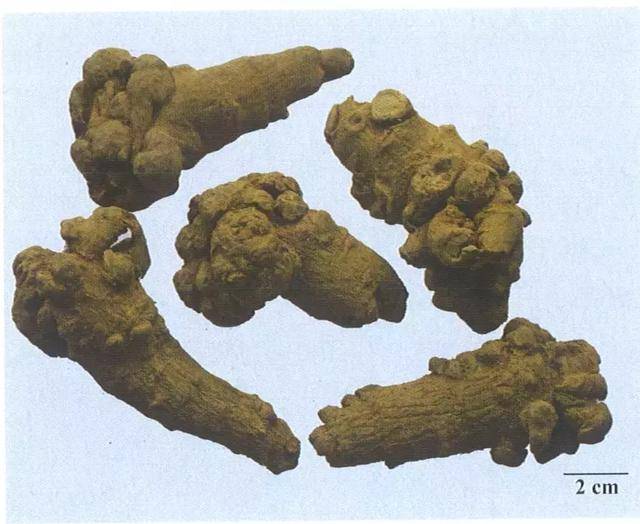 看图识中药,记下就是分!今日二十味药,快来收藏吧!