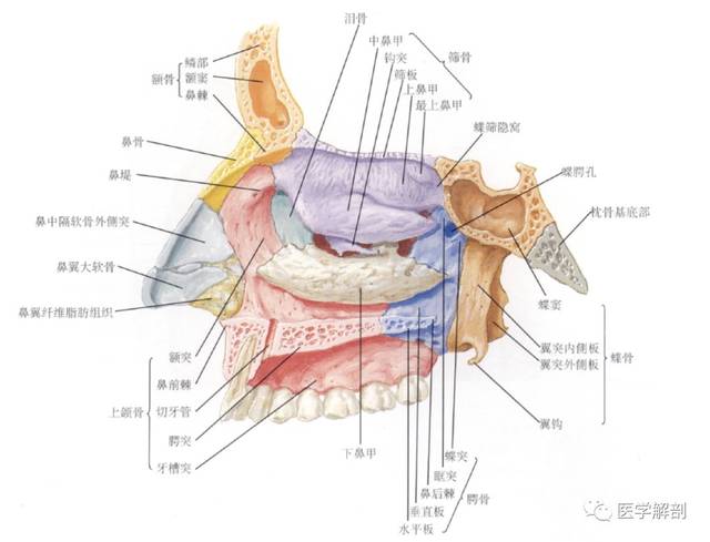 窦口鼻道复合体(omc)不是一个独立的解剖学结构,而是广泛开展鼻内镜