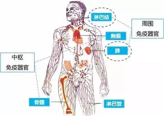 人体的免疫器官