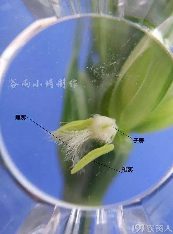8,小麦花结构示意图(雄蕊由花药和花丝组成,图示黄绿色长条状即为花药