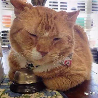 老橘猫脾气臭患有猫艾滋,无人领养,书店主人抱