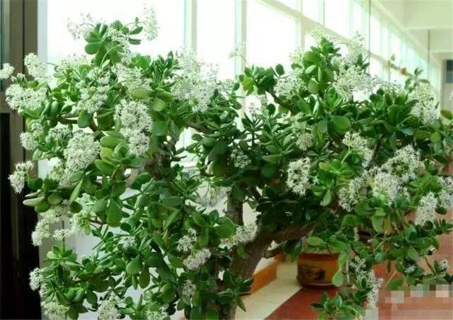 学会4招,玉树都能养开花,玉树开花,祥瑞之兆!