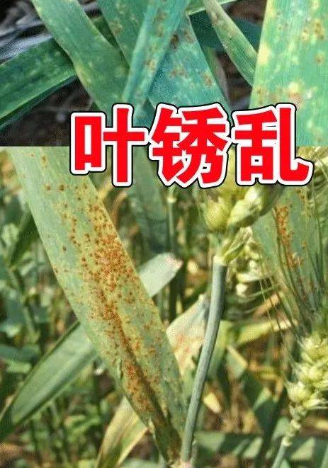 5月,让小麦减产50%的病虫都来了!抓紧防治