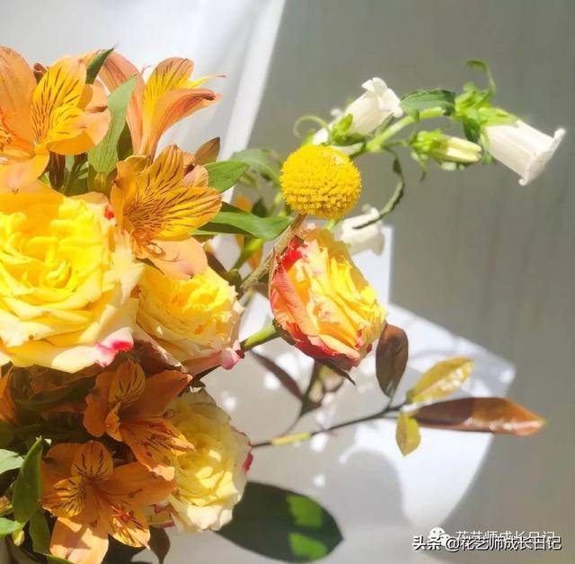闪耀玫瑰 | 玫瑰品种的一股清流,被花友戏称