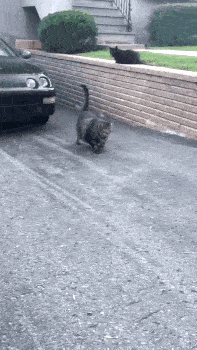搞笑gif:这样吃黄瓜,难道有再生功能吗