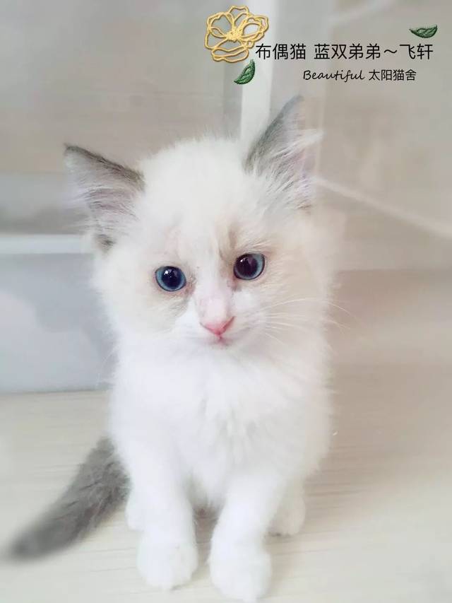 来自小奶猫的诱惑