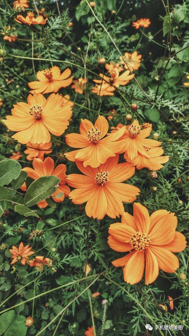 2019抖音最火的手机壁纸原图