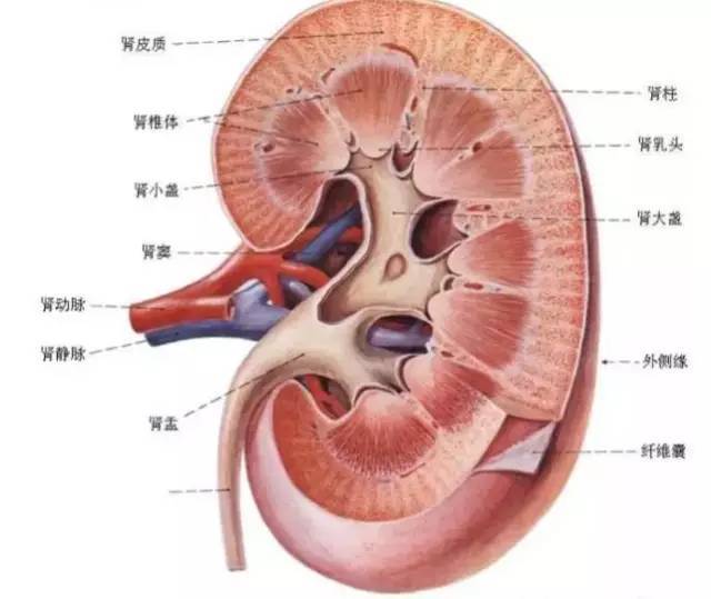 定义 肾盂为肾脏的一部分,呈圆锥形,其上游为肾大盏,下游为肾盂输尿管