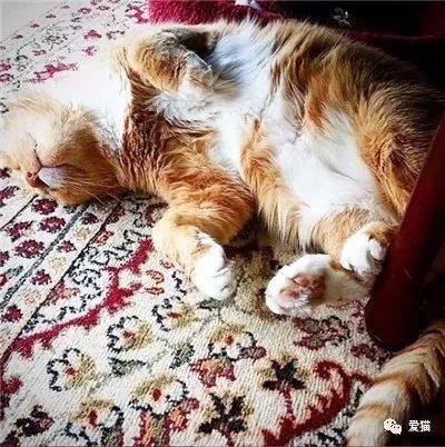 老橘猫脾气臭患有猫艾滋,无人领养,书店主人抱