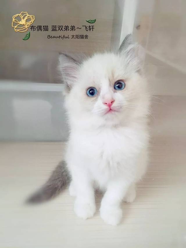 来自小奶猫的诱惑