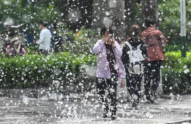 杨絮纷飞如雪,已引发火灾!何时结束,为啥不彻底砍伐?