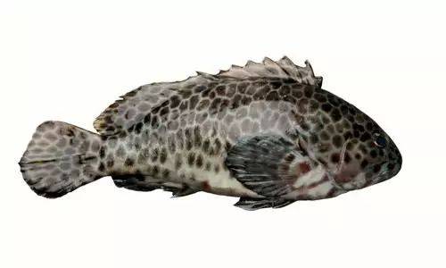玳瑁石斑鱼,俗称金钱斑,,花头梅斑,花狗斑,因其体表的斑点呈六角形