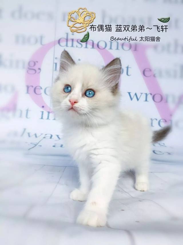 来自小奶猫的诱惑