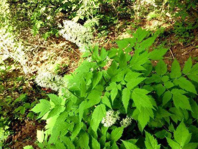 夏季常见十种剧毒植物,每种都能要人命,野外看到千万别碰