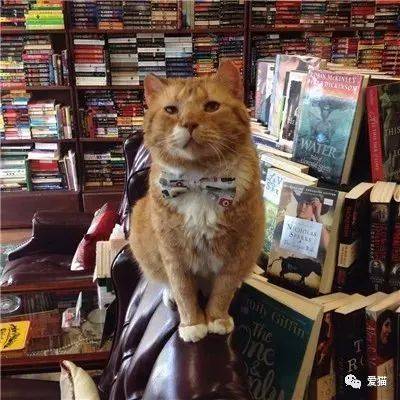 老橘猫脾气臭患有猫艾滋,无人领养,书店主人抱