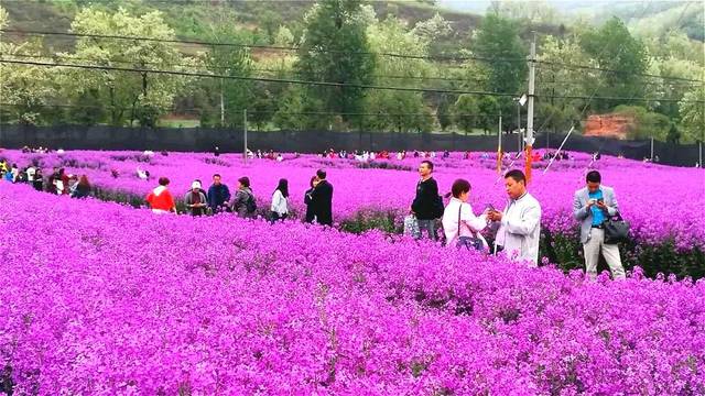 5小时,新发现一大片紫色"蓝香芥"花海!简直
