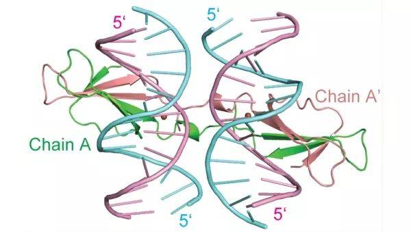 近日,中国农业大学植物保护学院刘俊峰教授课题组在《nucleic acids