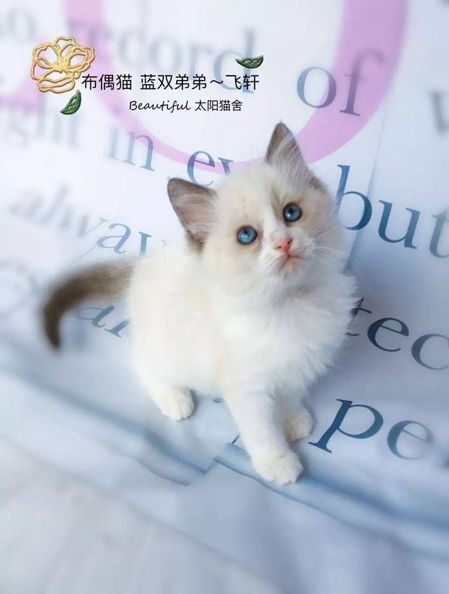 来自小奶猫的诱惑